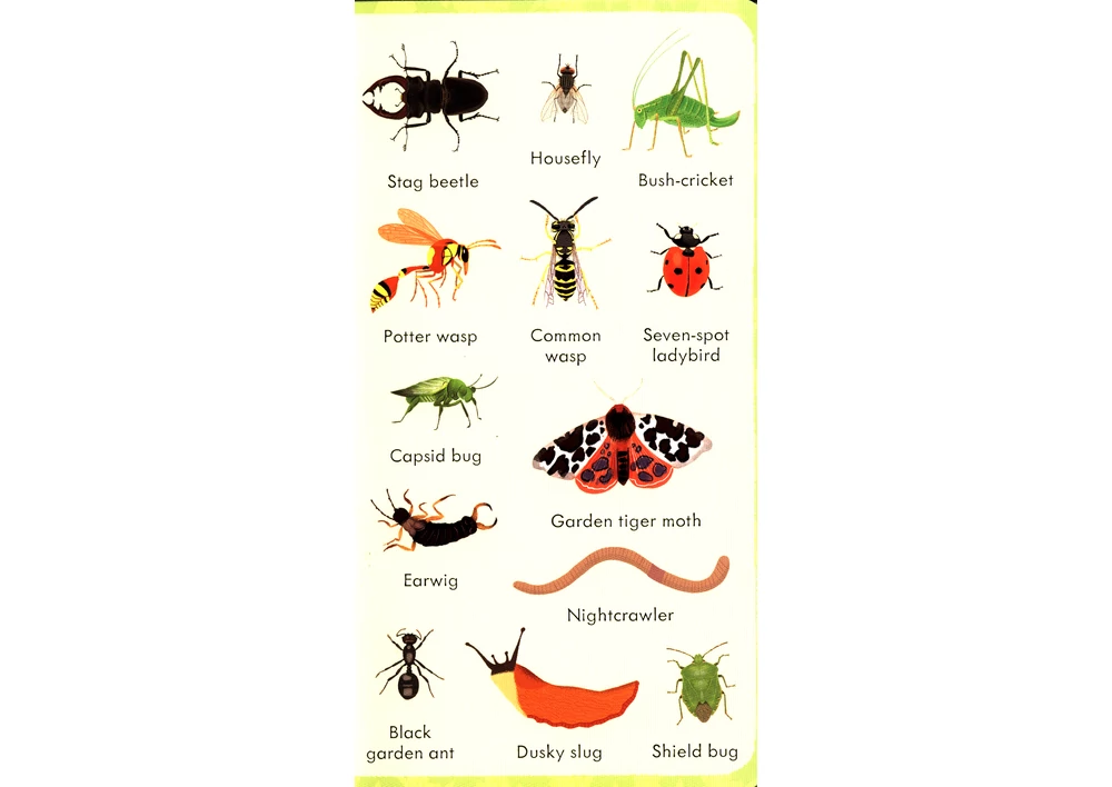 Kép 3/7 - Angol könyv, Okoskönyv, Usborne - 199 Bugs