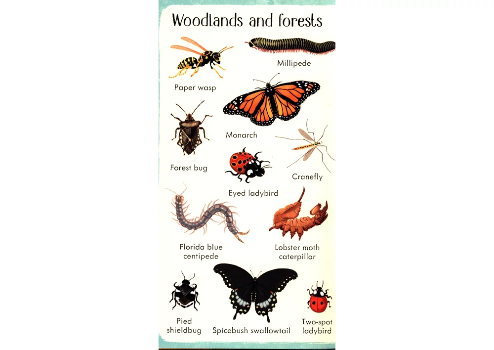 Kép 4/7 - Angol könyv, Okoskönyv, Usborne - 199 Bugs