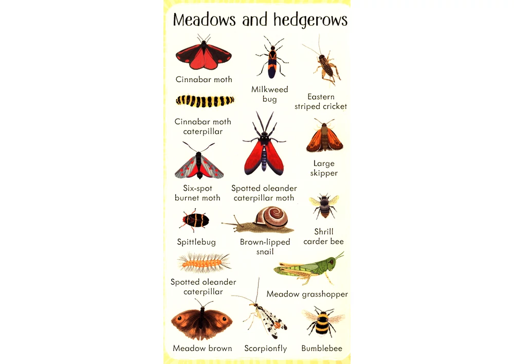 Kép 5/7 - Angol könyv, Okoskönyv, Usborne - 199 Bugs