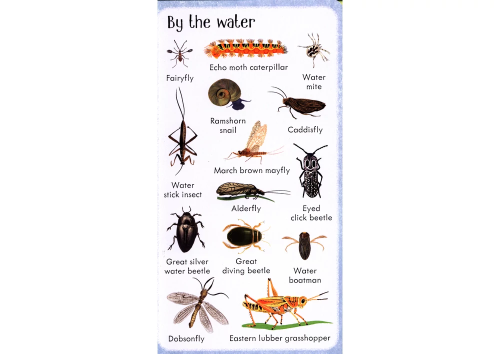Kép 6/7 - Angol könyv, Okoskönyv, Usborne - 199 Bugs