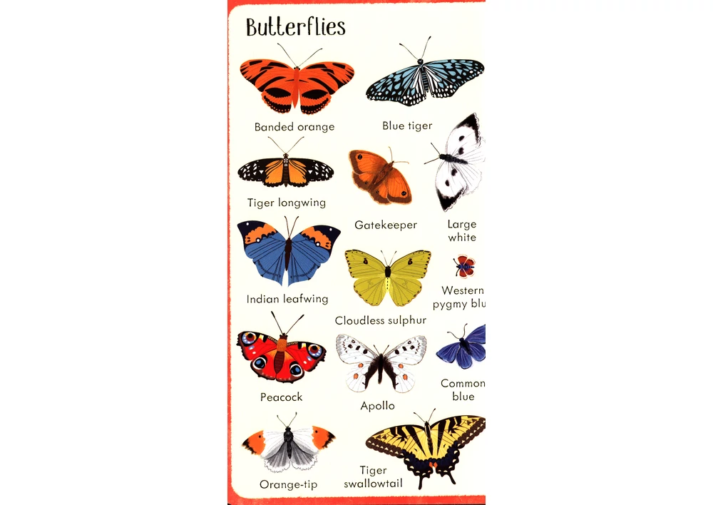 Kép 7/7 - Angol könyv, Okoskönyv, Usborne - 199 Bugs