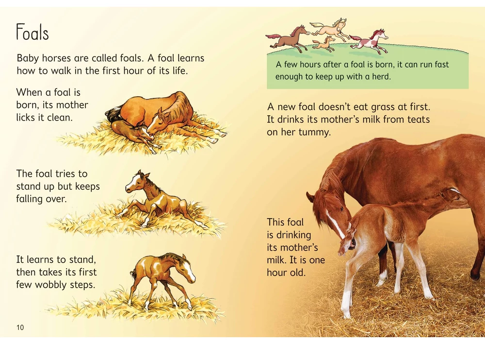 Kép 3/4 - Angol könyv, Okoskönyv, Usborne - Horses and Ponies