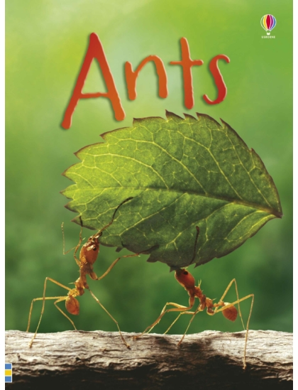Ants 9781409581604 Okoskönyv Angol gyerekkönyv és ifjúsági könyv Usborne